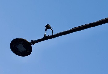 A_1